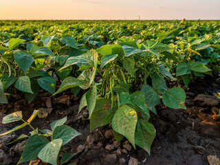 Vast green bean field under the warm glow of the setting sun, highlighting agriculture's beauty - obrazy, fototapety, plakaty