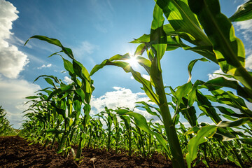 Vibrant green corn plants growing in rich soil under a blue sky with fluffy clouds - obrazy, fototapety, plakaty