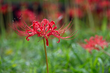 彼岸花のアップ