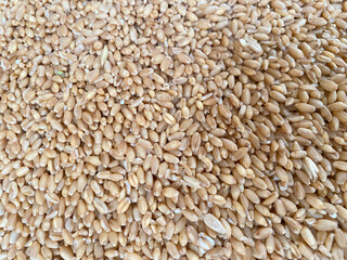 Fresh harvested Wheat seeds on the ground. Heap of wheat grains close up shot in field. Indian farming, harvesting concept. Golden grains of common Triticum aestivum.