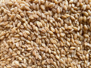 Fresh harvested Wheat seeds on the ground. Heap of wheat grains close up shot in field. Indian...