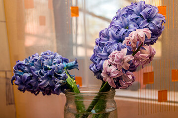Purple and pink hyacinth close-up