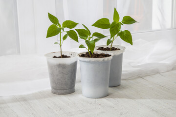 Young seedlings of peppers on the windowsill. Ecological cultivation of home pepper seedlings in winter and early spring. Reusing disposable plastic utensils