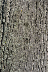 Silver lime bark detail