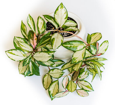 Hoya carnosa plant with shoots, green variegated small leaves in a white pot curls on a white background