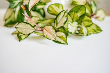 Hoya carnosa plant with shoots, green variegated small leaves curls on a white background with...