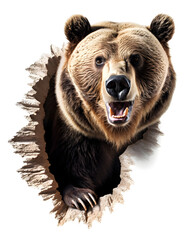 A big brown bear destroys the wall and looks outside. Grizzly bear head.	