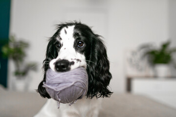 Cheerful Spaniel Puppy Discovers Woolen Balls Amidst Cozy Bedding