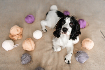 Playful Spaniel Puppy Engages with Colorful Woolen Balls on Bed
