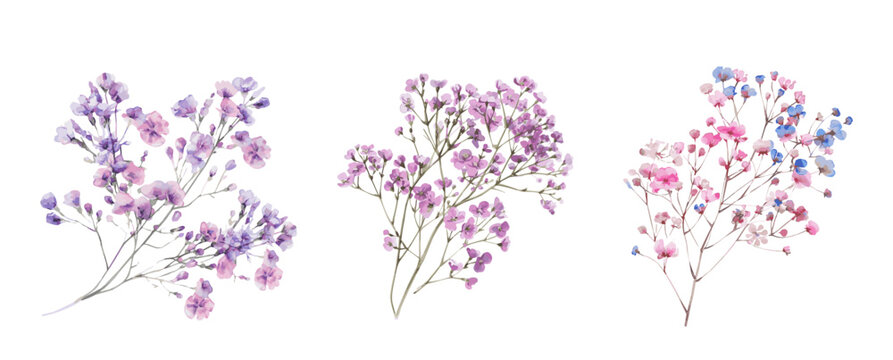 A branch of a gypsophila flower on a transparent background. Delicate, fragile and airy pink-blue small flowers on thin green stems. An element for modern romantic flower arrangements and bouquets