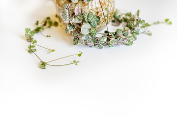 Ceropegia voodoo plant with shoots, green variegated small leaves in a brown pot curls on a white background with space for text