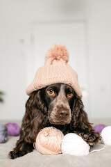 Adorable Russian Spaniel Dog Wearing Knitted Hat Playing with Woolen Balls on Bed