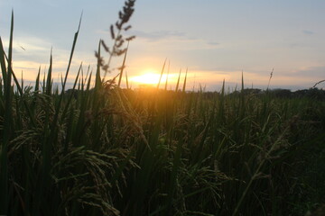 Ripe rice field and sky background at sunset time with sun rays. Close up of paddy rice in rice...