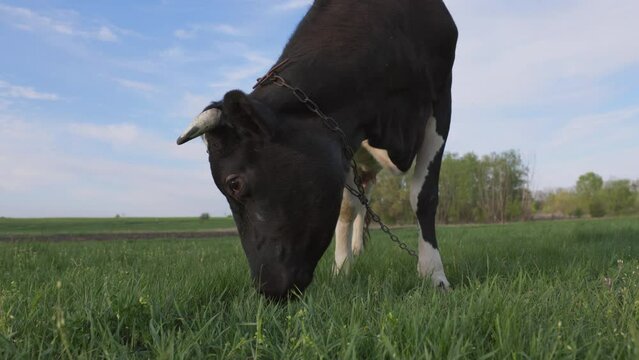 Milk Cow Eats Green Grass in Meadow. Cattle Grazing in Pasture