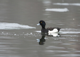 A tufted duck (Aythya fuligula) rests on a bay near Stockholm, surrounded by small ice chunks. It...