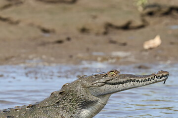 Crocodile in the river