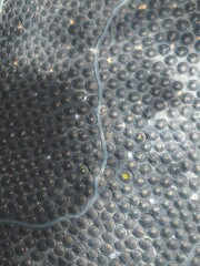 Top down drone shot of Volcanic Vineyard on  Canary Island - Lanzarote