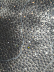 Top down drone shot of Volcanic Vineyard on  Canary Island - Lanzarote