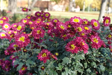 Numerous pink and yellow flowers of Chrysanthemums in mid November