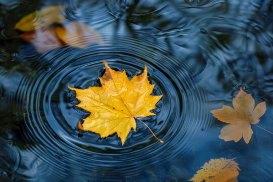 A leaf is floating on top of a body of water. The water is calm and the leaf is the only thing visible