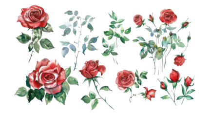 set of watercolor drawing of red roses with leaves isolated on white or transparent png
