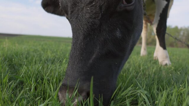 Milk Cow Eats Green Grass in Meadow. Cattle Grazing in Pasture