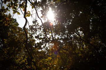 sunset in the forest