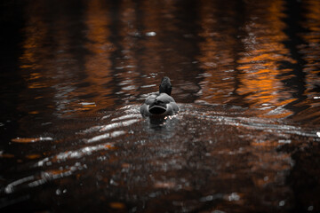 Duck on the water