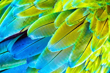 Macaw wings. Thé stunning beauty of nature.Vivid, intensive blue and yellow colored feather structure of large amazonian Scarlet Macaw parrot, Wildlife photography,
