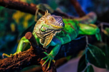 The green iguana, also known as the American iguana, mostly herbivorous species of lizard of the genus Iguana. This is the residual dinosaur reptile that needs to be preserved in the natural world