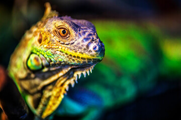 The green iguana, also known as the American iguana, mostly herbivorous species of lizard of the...