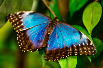 Macro shots.Blue Morpho,big butterfly sitting on green leaves. Beautiful nature scene.A beautiful blue morpho butterfly perched on a leaf.