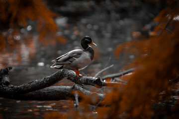 Duck on the branch