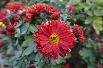 Close shot of red and yellow flower of Chrysanthemum in mid October