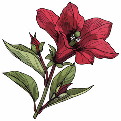Illustration of a red flower with green leaves on a white background