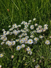 field of daisies