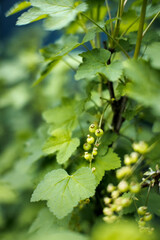 Młode owoce porzeczki