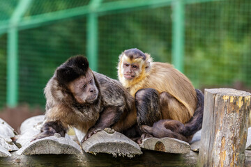 Funny monkeys.Beautiful portrait of capuchin wild monkey sitting on tree in jungle.Two funny monkeys view.