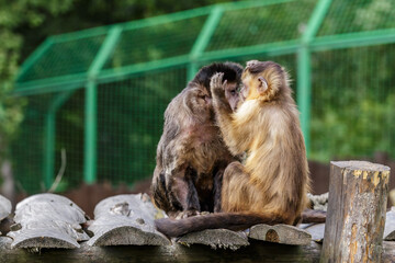 Funny monkeys.Beautiful portrait of capuchin wild monkey sitting on tree in jungle.Two funny monkeys view.