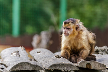 Funny monkeys.Beautiful portrait of capuchin wild monkey sitting on tree in jungle.Two funny...