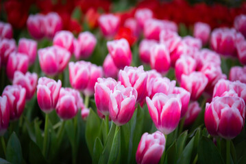 Obraz premium Field of multicolored tulips close-up as a concept of holiday and spring. Lawn with flowers with space for text and copy space. Tulip Festival in the Netherlands.