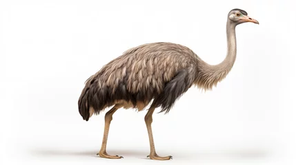  ostrich isolated on white background © qaiser