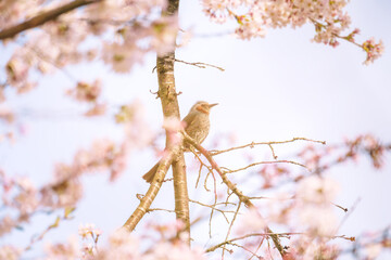 霞がかった朝、桜に留まるヒヨドリ