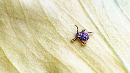 Tick, Ixodida, on the leaf.Adult female tick - Ixodes ricinus.Carrier of infectious diseases as...