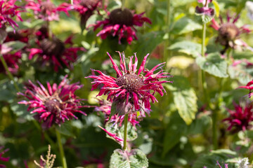 A vibrant grouping of bergamot bee balm flowers in a wisconsin summertime garden