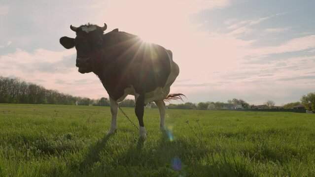 Milk Cow Grazing On Beautiful Meadow With Blue Sky And Sun Rays. Cattle in Pasture At Sunset
