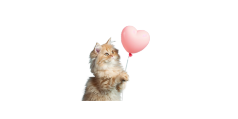 happy Persian cat holding a pink heart balloon on a light blue background, 