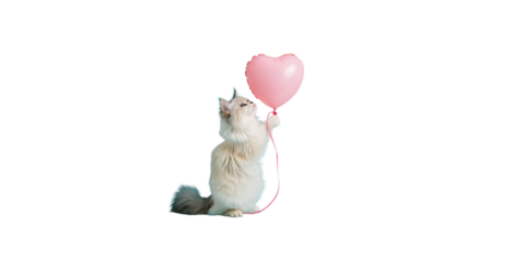 happy Persian cat holding a pink heart balloon on a light blue background, 