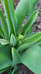 Green frog in a flower