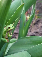 Green frog in a flower